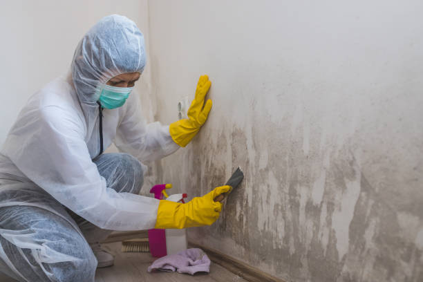 Best Attic Mold Removal  in Tok, AK