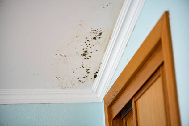 Best Home Mold Removal  in Tok, AK