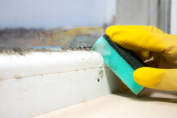 Best Fast Mold Removal  in Tok, AK