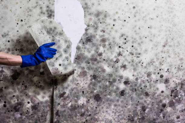 Tok, AK Mold Removal Company